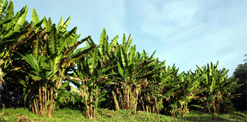 Abaca Plants