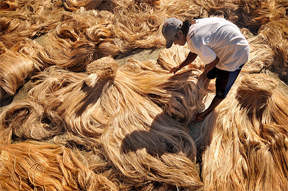 Abaca Fibers