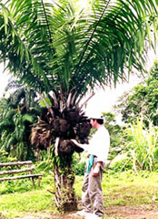 A Tagua Tree