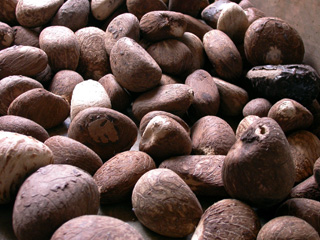 Many Tagua Nuts