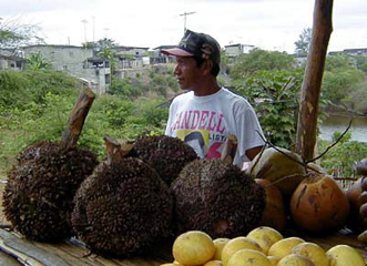 Tagua, Compassionate Ivory, Food, Creative Fodder, Fun