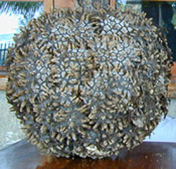 A nut larger than the size of your head houses many smaller tagua nuts
