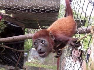 Red Howler Monkey