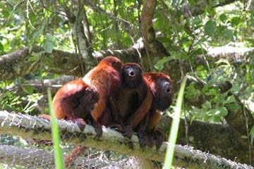 A group of three red howlers