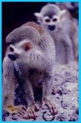 Squirrel Monkies